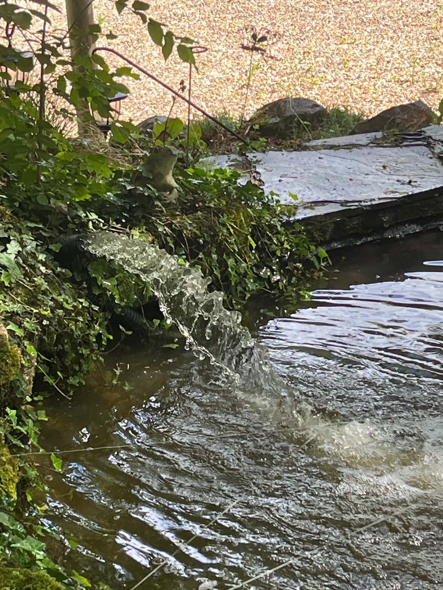 Water flowing from a black pipe among ivy into a pond, with a slate edge on the right